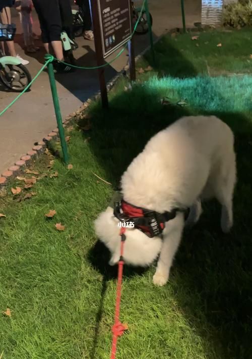 为什么狗睡醒后喜欢刨地（探究狗狗的本能行为和心理需求）