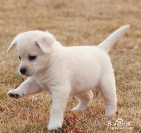 给狗狗美容的好处
