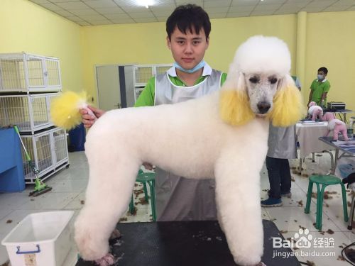 给狗狗美容的好处