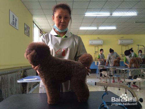 给狗狗美容的好处