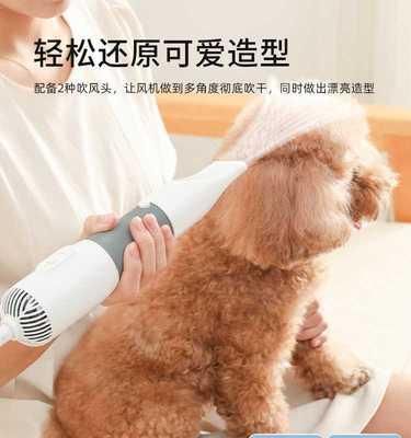 猫咪吹风机使用指南（让你的宠物焕然一新的技巧）