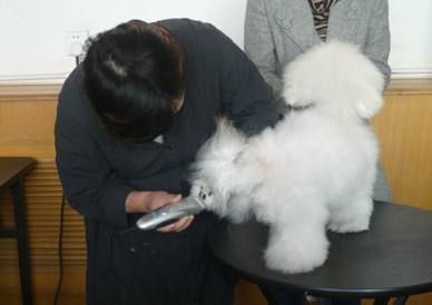 比熊狗狗美容小常识