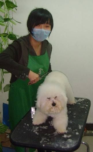 比熊狗狗美容小常识