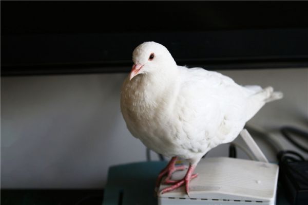 鸽子.jpg