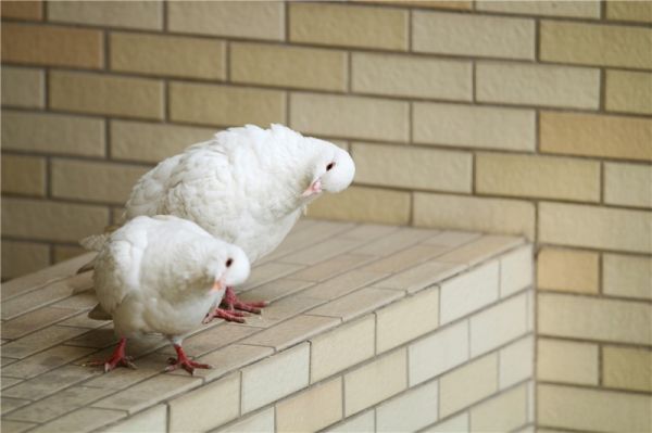 鸽子.jpg