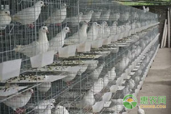 鸽子养殖有技巧，吃好喂好是关键！