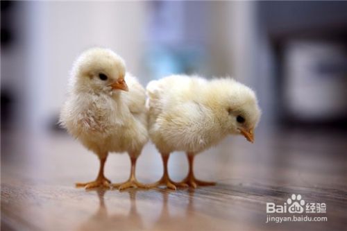 养宠物鸡的技巧
