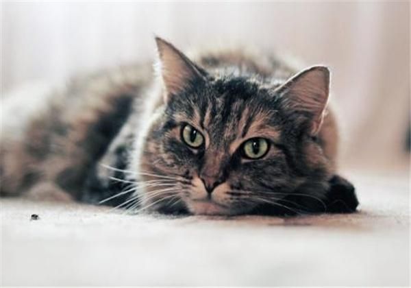 在网上购买宠物猫，需要注意些什么？
