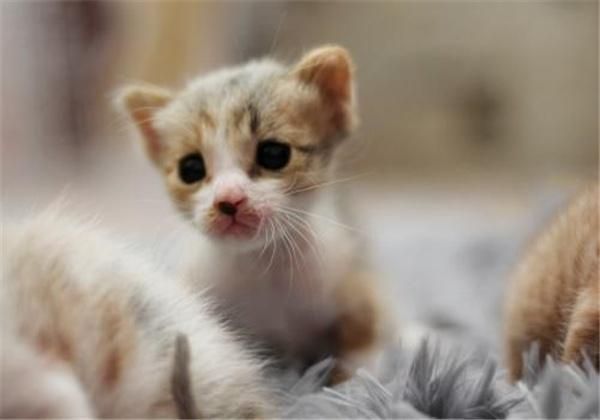 在网上购买宠物猫，需要注意些什么？