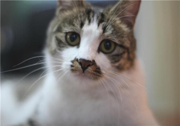在网上购买宠物猫，需要注意些什么？