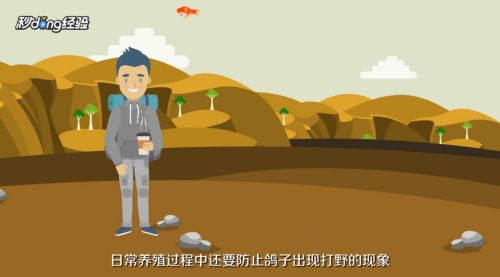 鸽子怎么养殖
