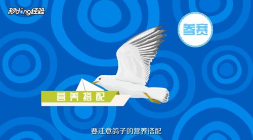 鸽子怎么养殖