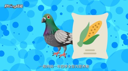 鸽子怎么养殖
