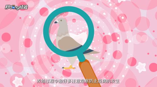 鸽子怎么养殖