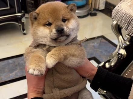 柴犬的一生是怎么样的呢，养柴家人必看哦！#柴犬 #柴柴日常 #新手养狗 #狗狗 #养狗经验分享