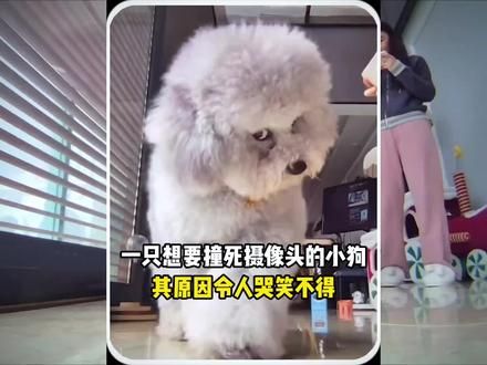 一只想要撞死监控的小狗，其原因令人哭笑不得#傻狗的日常 #养狗的乐趣 #动物的迷惑行为 #狗狗的心思都写在脸上了