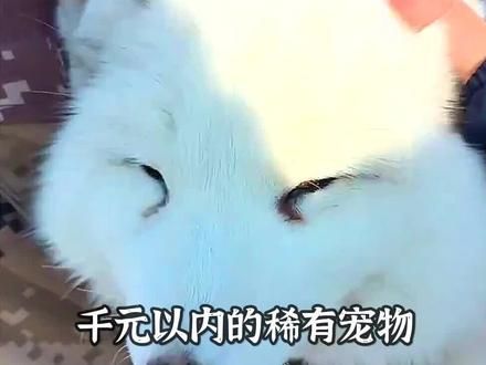 宠物解说：千元以内的稀有宠物，你喜欢哪只？ #宠物 #萌宠 #家有萌宠