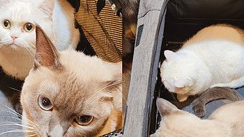 宠物家庭外出好帮手！猫狗通用的秘密武器中小型猫狗随便装，车载便携式猫框，能背能扛好收纳
