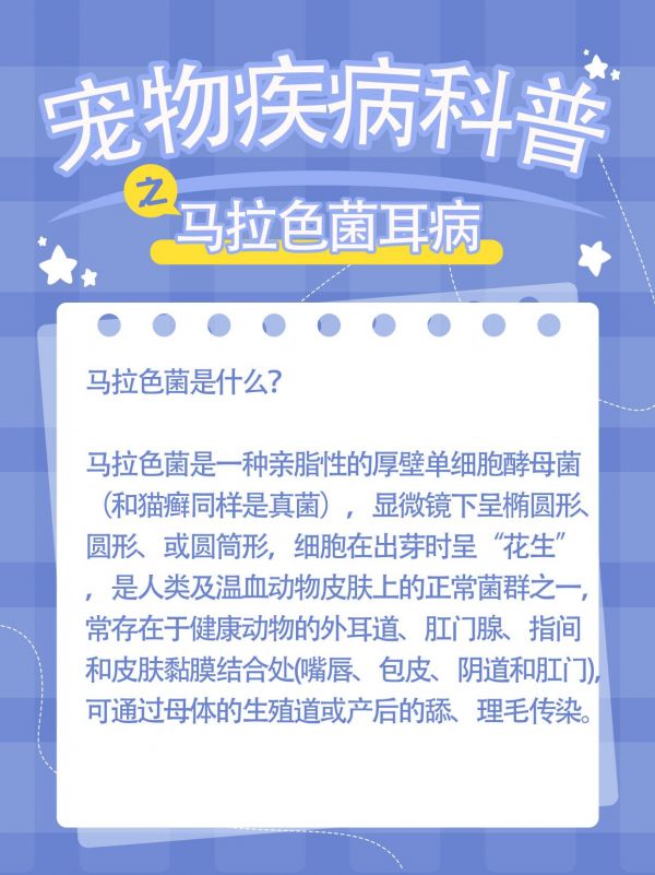 第31集：宠物疾病科普之马拉色菌耳病#宠物疾病科普 #养猫必备 #耳螨 #马拉色菌