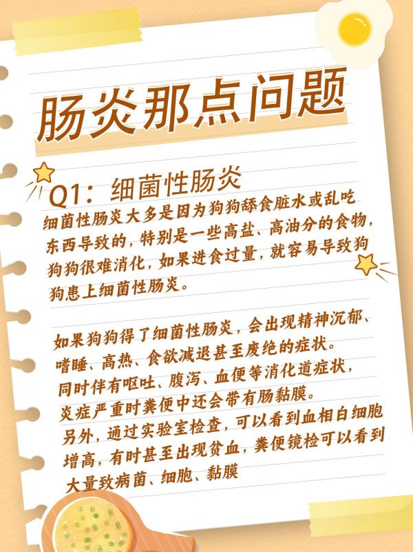 第35集：养狗人一定要知道的小知识✔狗狗肠炎篇。#狗狗肠炎 #狗狗拉稀 #猫咪拉稀 #猫咪拉稀怎么办 #狗狗拉稀呕吐