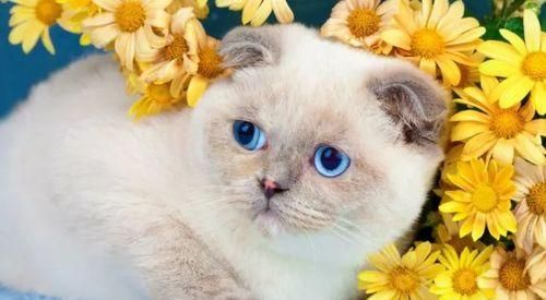 探索猫咪品种之谜——基因鉴定解密（从基因层面了解你的宠物猫咪）