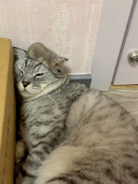 猫咪被训摆烂任由仓鼠从头顶爬过 ,网友:现实版猫和老鼠