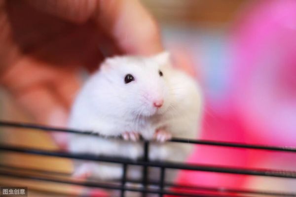 仓鼠不让摸凶人怎么办?分析问题对症解决