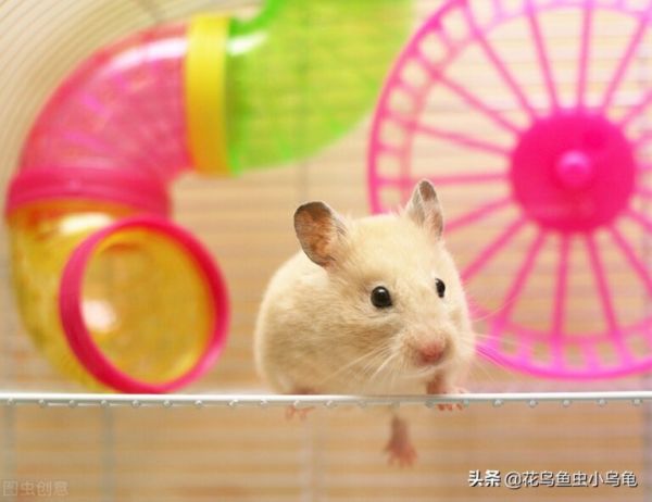 新手如何养仓鼠，总结了这 7 点，养好仓鼠也很简单 