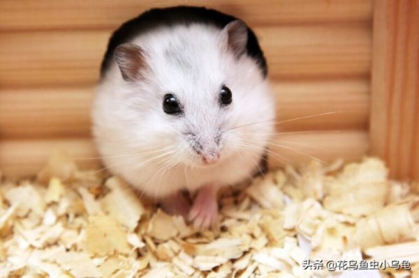 新手如何养仓鼠，总结了这 7 点，养好仓鼠也很简单 