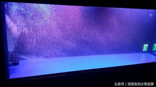 开缸养水不马虎，日常维护要小心，让自己的鱼缸成为空气缸