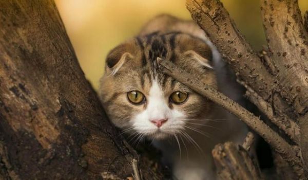 世界上最聪明的猫咪之一——苏格兰折耳猫
