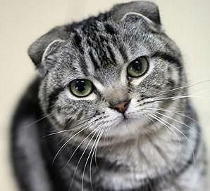 世界上最聪明的猫咪之一——苏格兰折耳猫
