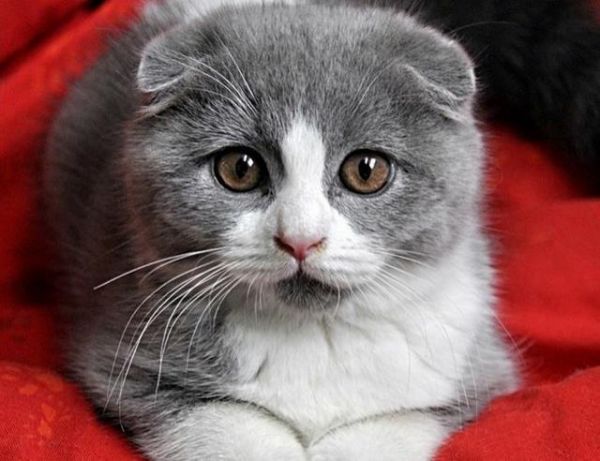 世界上最聪明的猫咪之一——苏格兰折耳猫