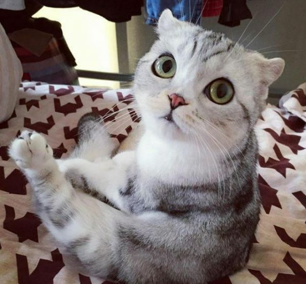 世界上最聪明的猫咪之一——苏格兰折耳猫