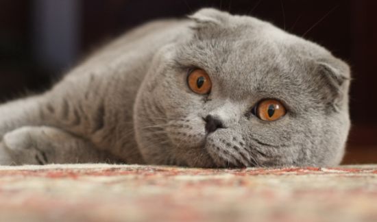 如何训练苏格兰折耳猫不乱抓家具？