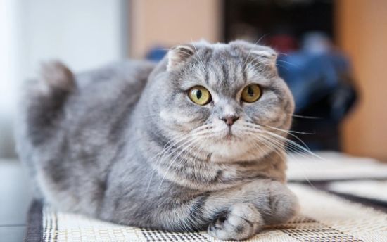 如何训练苏格兰折耳猫不乱抓家具？