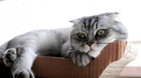 好想要只苏格兰折耳猫，太可耐了
