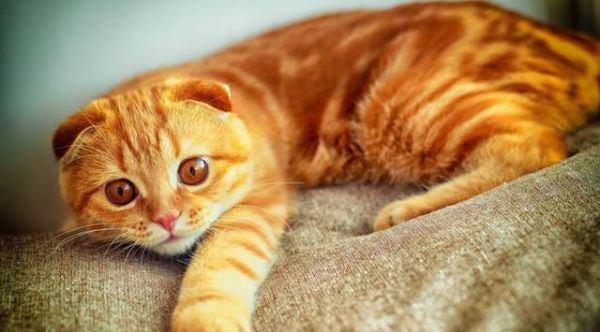 好想要只苏格兰折耳猫，太可耐了
