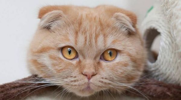 好想要只苏格兰折耳猫，太可耐了