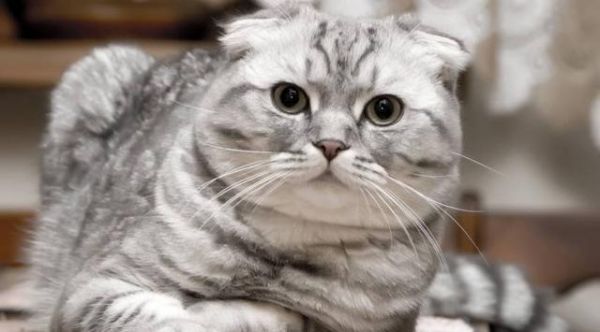 好想要只苏格兰折耳猫，太可耐了