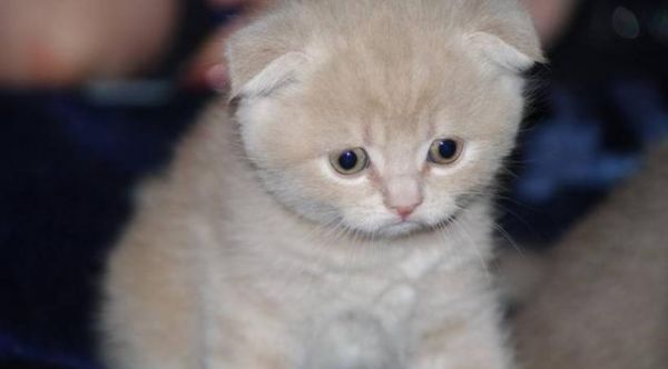 好想要只苏格兰折耳猫，太可耐了