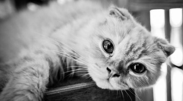 好想要只苏格兰折耳猫，太可耐了