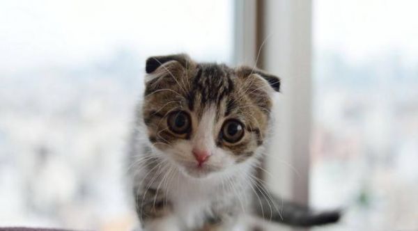 好想要只苏格兰折耳猫，太可耐了