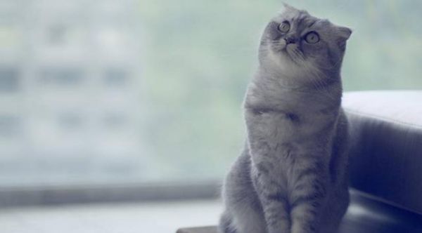 好想要只苏格兰折耳猫，太可耐了