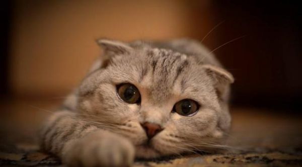 好想要只苏格兰折耳猫，太可耐了