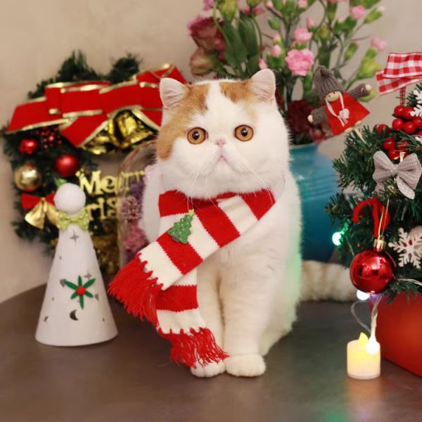 异国短毛猫