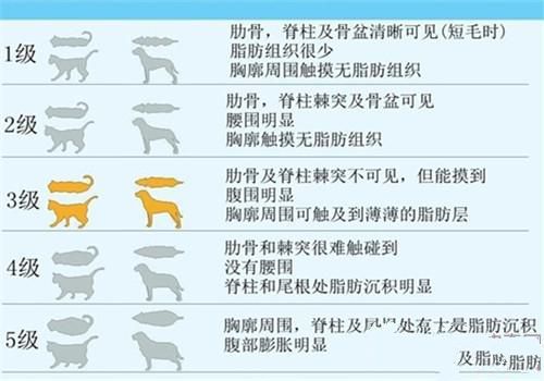 关于宠物的肥胖问题