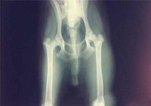 关于宠物的肥胖问题