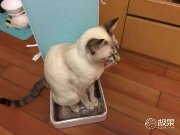寄养宠物竟有这么大伤害？猫奴亲身经历：喂食器真心不能少 | 体验