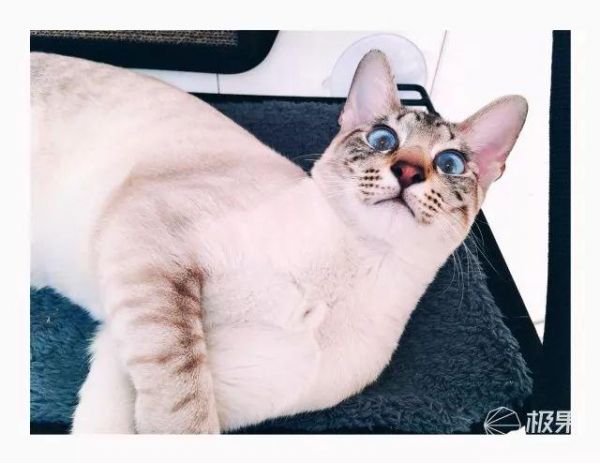 寄养宠物竟有这么大伤害？猫奴亲身经历：喂食器真心不能少 | 体验